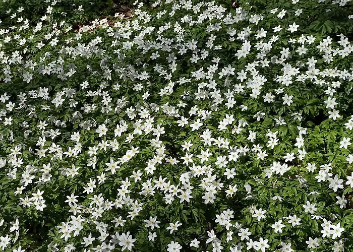 Ferienwohnungen Auf Ruegen Bei Schramm & Rolinski